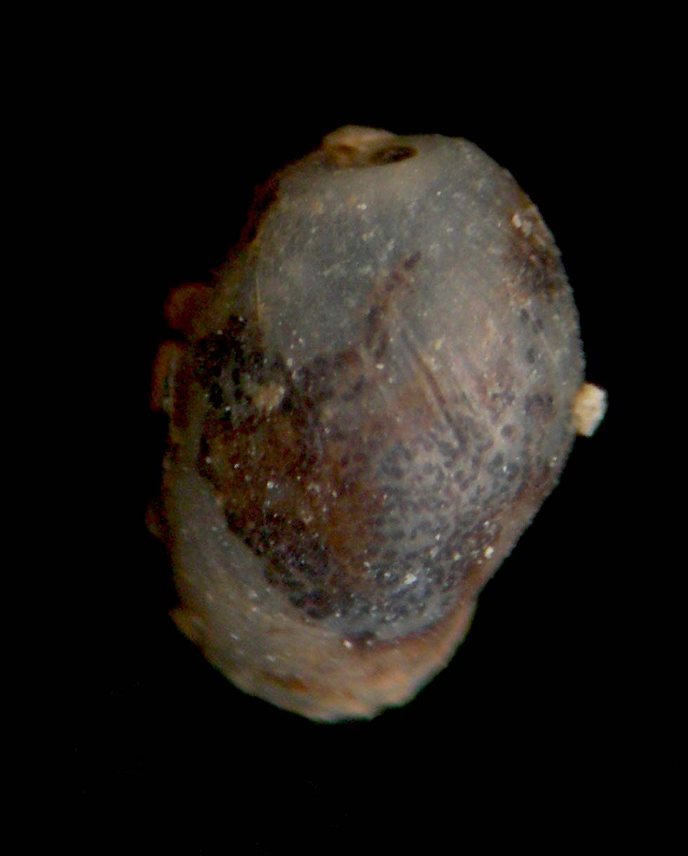 Rhinodiaphana ventricosa